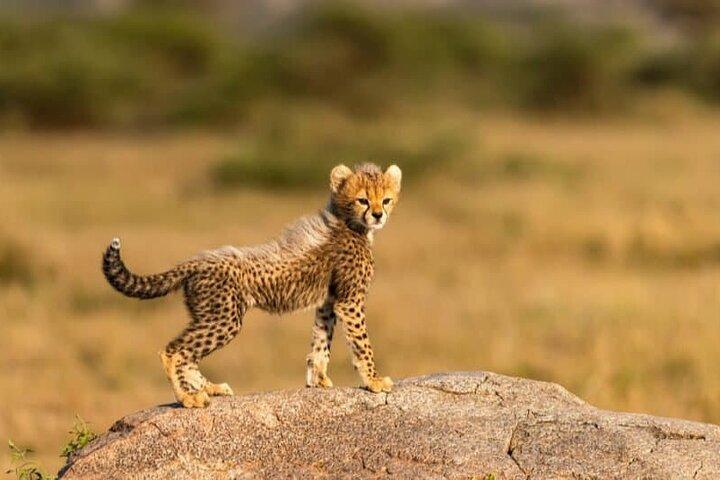 Bo-Kaap, Cheetah Outreach Firgrove & Stellenbosch Wine Tasting - photo 4