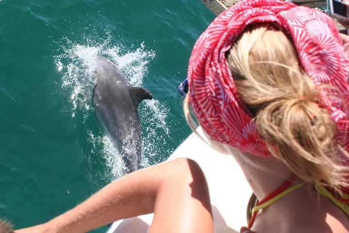 Dolphin watching in the wild - photo 3