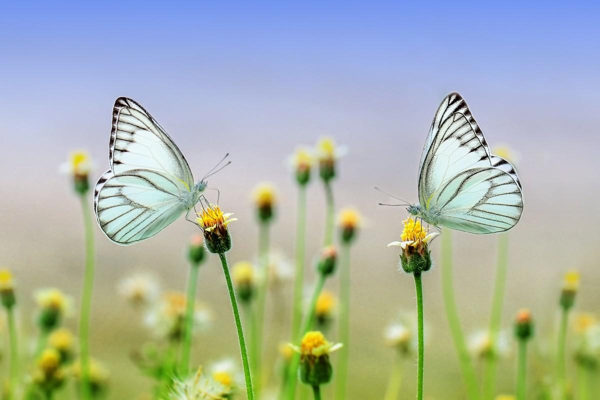 Dubai Butterfly Garden Tickets - cover photo
