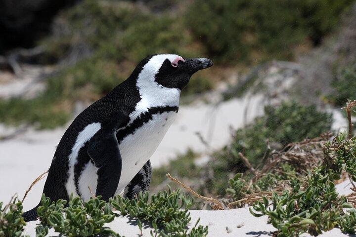 Table Mountain Boulder's Beach and Cape Point - photo 4