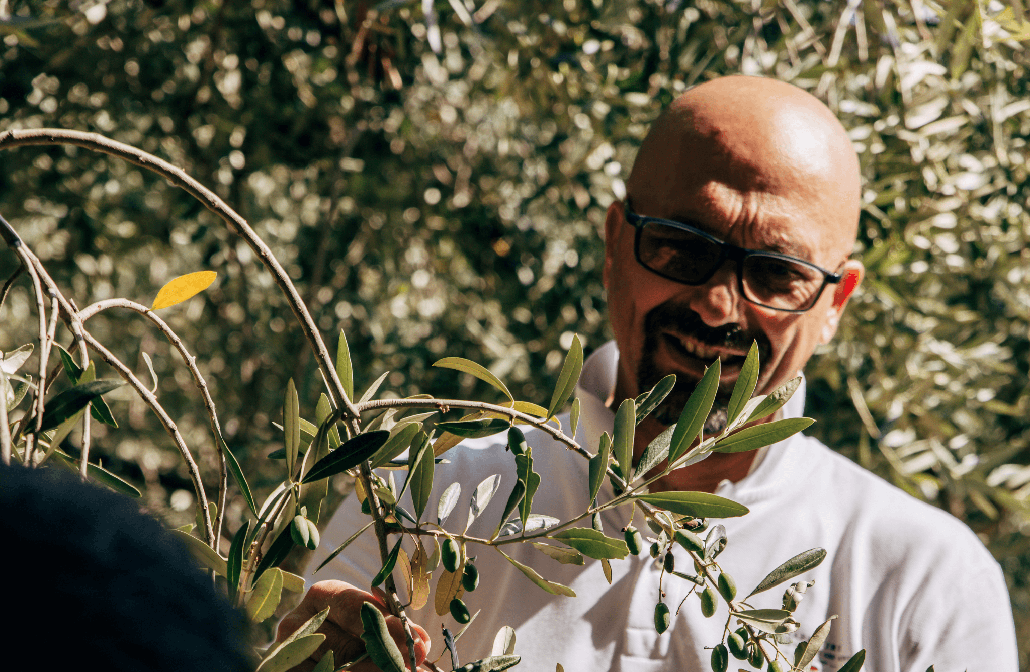 Sustainable Olive Mill Tour with Olive Oil Tasting in Chieti - photo 3