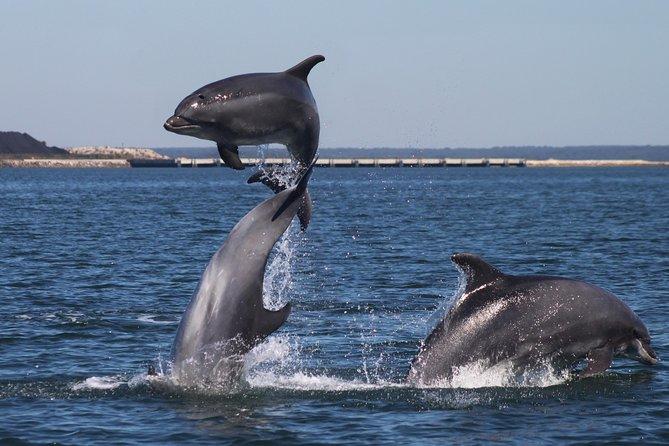 Dolphin Jeep Tour - cover photo