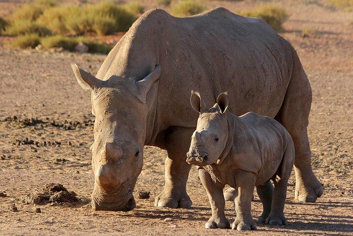 Big 5 game Reserve Safari with Lunch and Wine tasting - photo 5