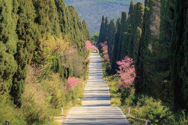 Florence Private Day Trip Bolgheri Wine Experience e Volterra - photo 3