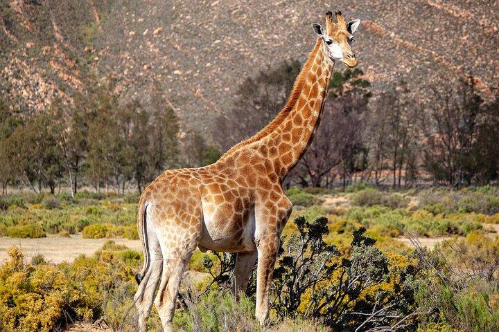 Morning Big 5 Safari Adventure with Wine Tasting Escape - photo 2