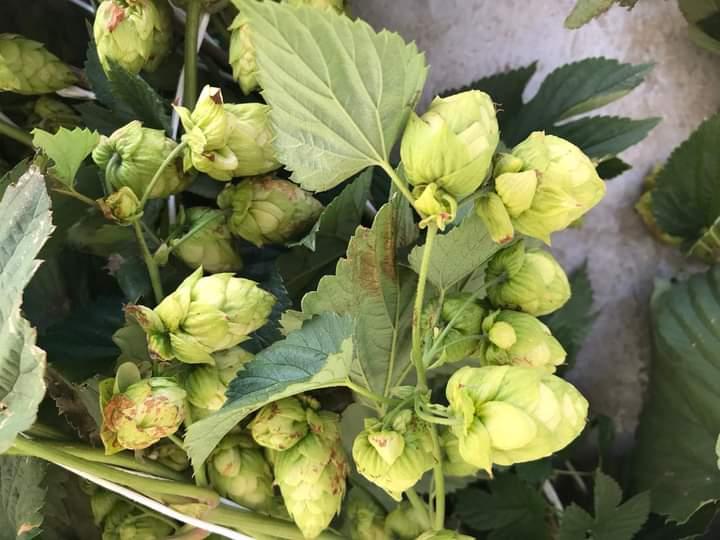 Hop grove and beer tour in Castel del Monte - photo 4