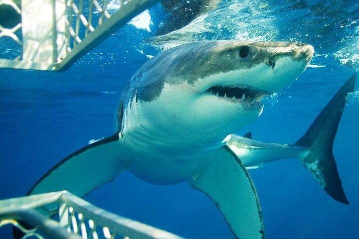 Cape Town 3-Day Attraction Tours: Shark Diving & Cape Peninsula & Wine Tasting - cover photo