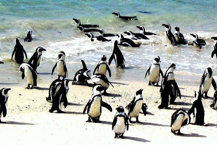 Cape Town Private Best of Cape Peninsula Penguins Full Day Tour - photo 2