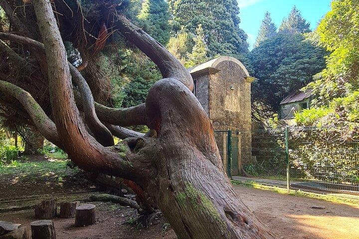Levada da Camacha Trail by E-Bike - photo 3