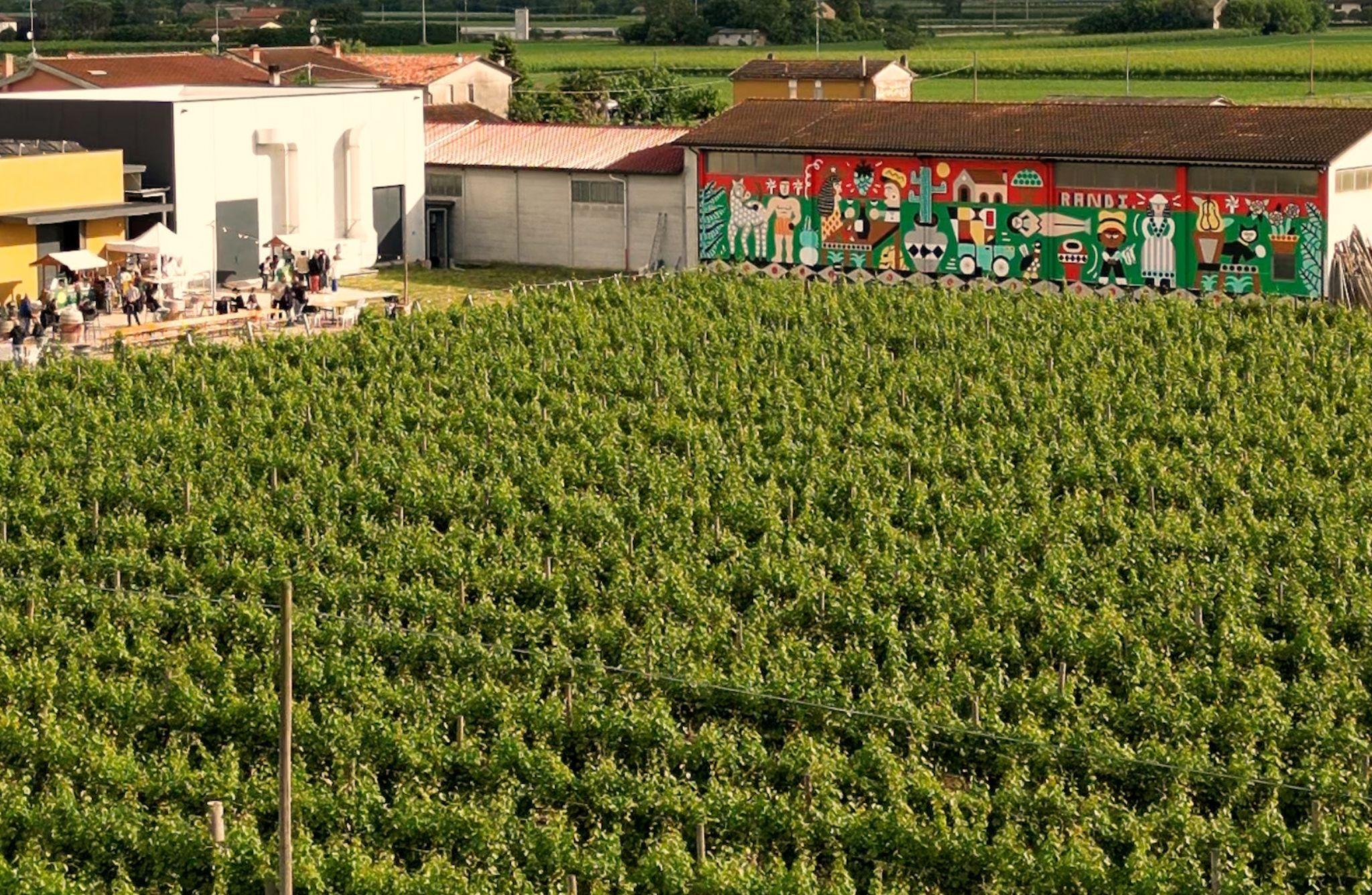 Winery Visit with Wine & Food Tasting near Ravenna - photo 5