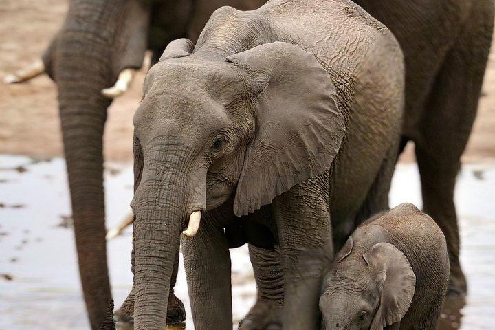 Tanzania Safari: Serengeti, Ngorongoro & Lake Manyara | Big Five Wildlife Experience - photo 3