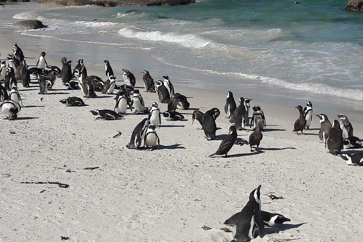 Cape Town Private Best of Cape Peninsula Penguins Full Day Tour - photo 5