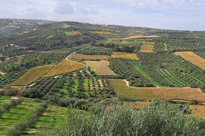 Wine Raki Olive Oil Tasting and Pottery - Private Tour - cover photo