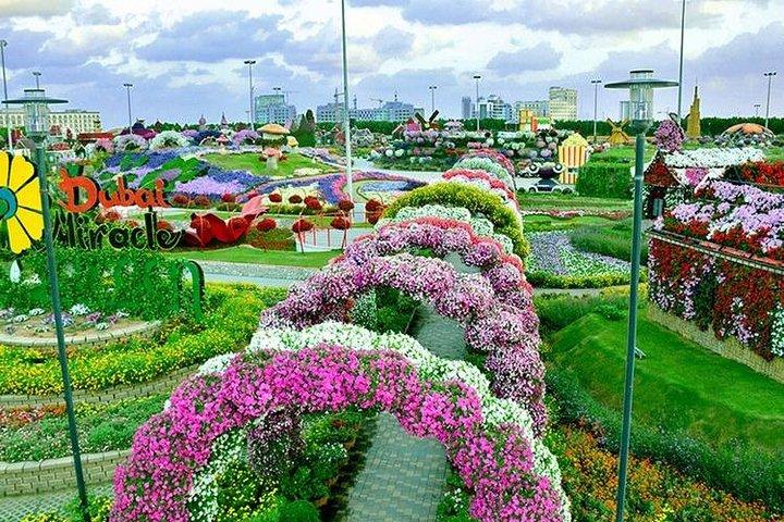 Dubai Miracle Garden with private round trip transfers - cover photo