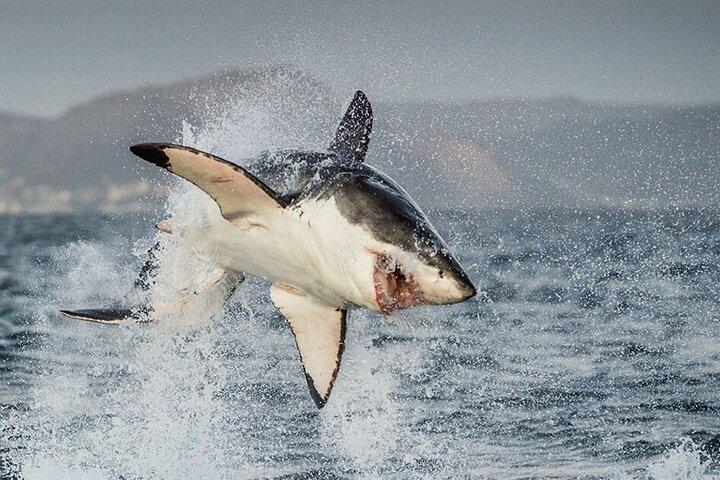 Shark Cage Diving in Gansbaai - photo 5