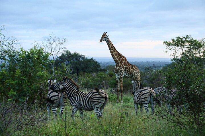 Pilanesberg Full Day Game Drive from Johannesburg - photo 3