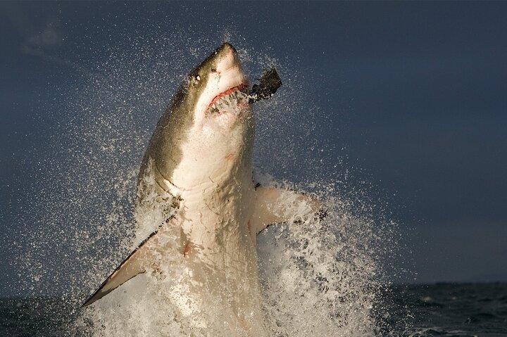 Shark Cage Diving in Gansbaai - photo 3