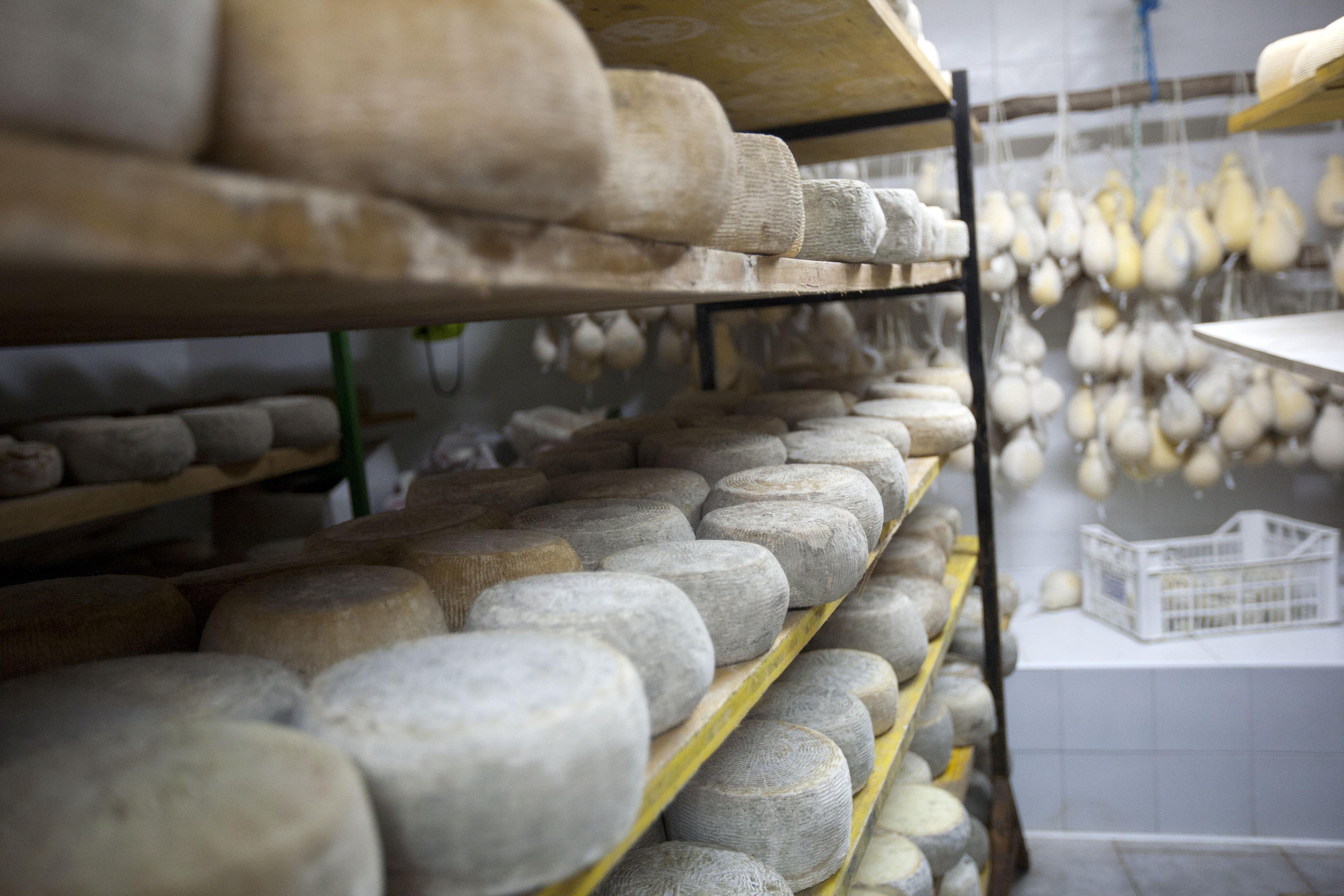 White gold from milk - visit to a typical Santa Caterina cheese dairy - cover photo