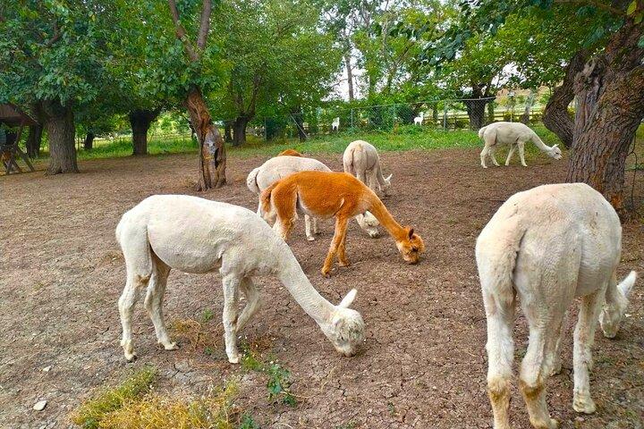 Private All Inclusive Shamakhi Alpaca and Wine Tour - photo 3