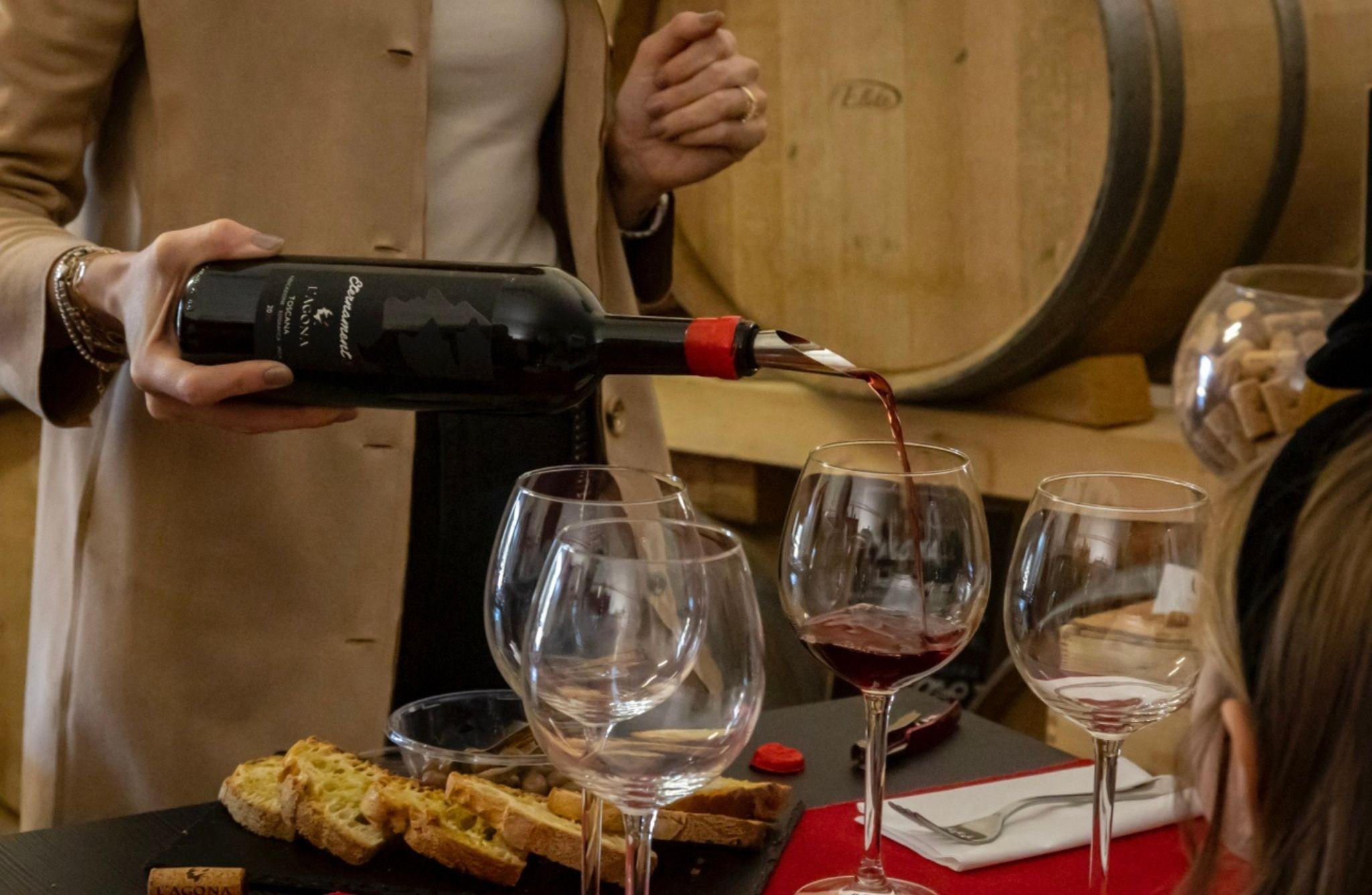 Vineyard & Cellar Tour with Wine Tasting near Pisa - cover photo