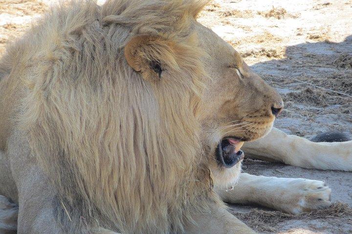 Hwange National Park & Victoria Falls 5 days Combo - photo 3