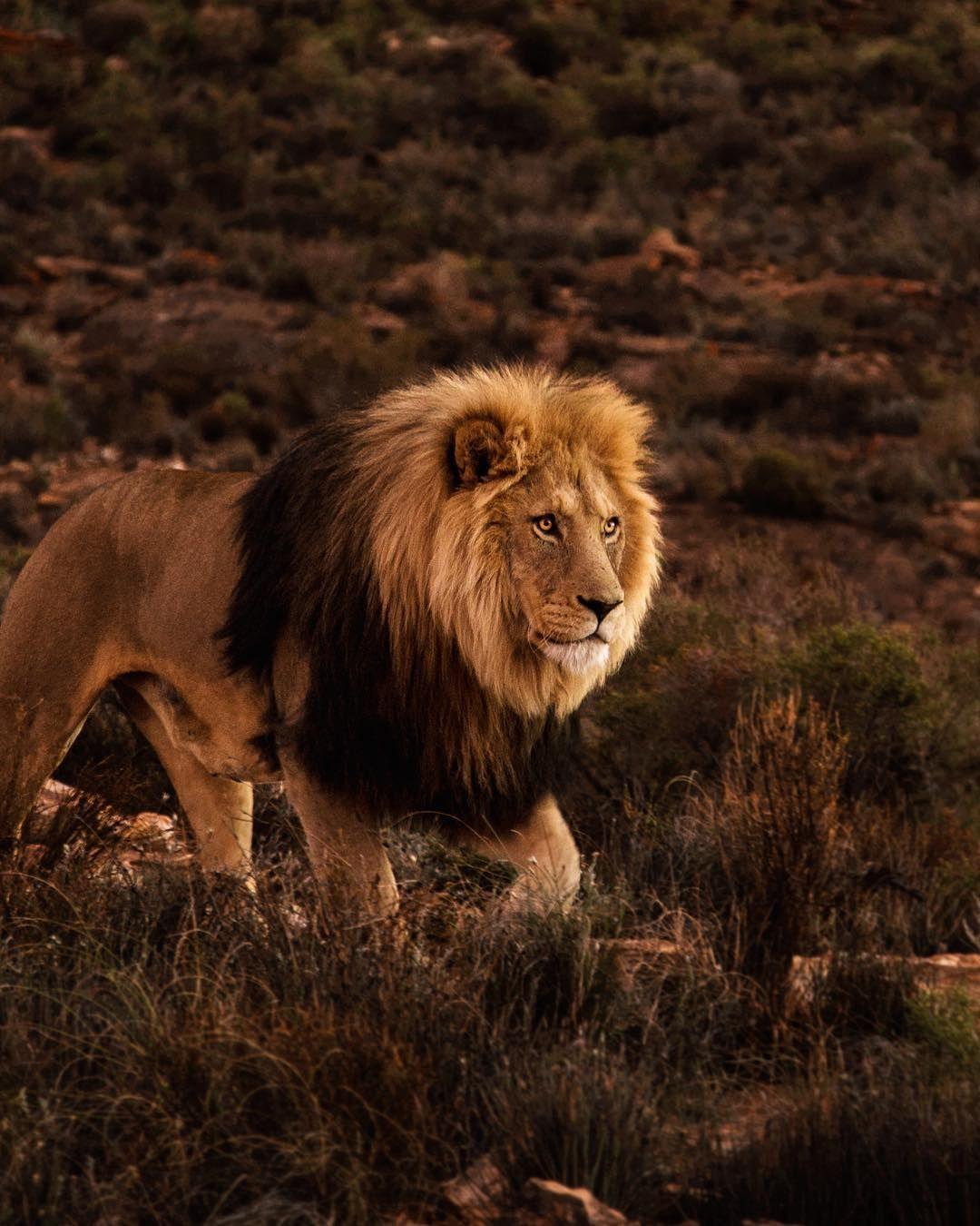 Cape Town: Aquila Reserve safari with lunch & wine tasting - photo 5