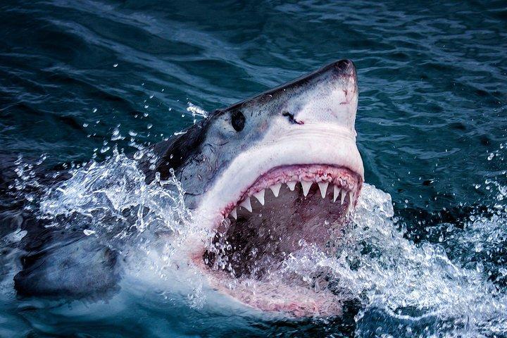 The Best of Cape 3-Days Attraction:Shark Cage Diving&Wine Tasting&Cape Peninsula - cover photo