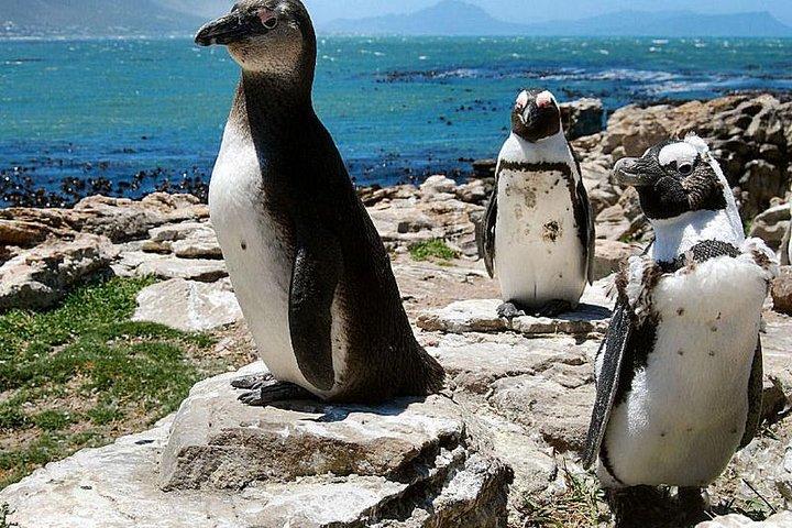 Mother city Cape Town 3-Day Attraction:Township & Cape Peninsula & Wine Tasting - photo 5