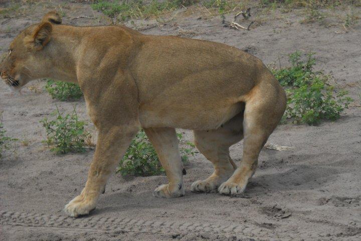 Chobe Full Day Safari Trip - photo 4