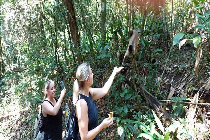 Hiking Ecotour Jaraguá Park – Incredible Rain Forest Landscapes In São Paulo - photo 5