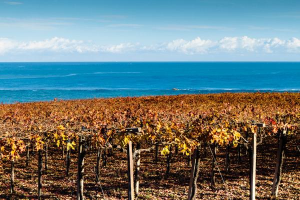 Visit the winery, stroll through the vineyards, taste the Cantine Mucci Wine - photo 3