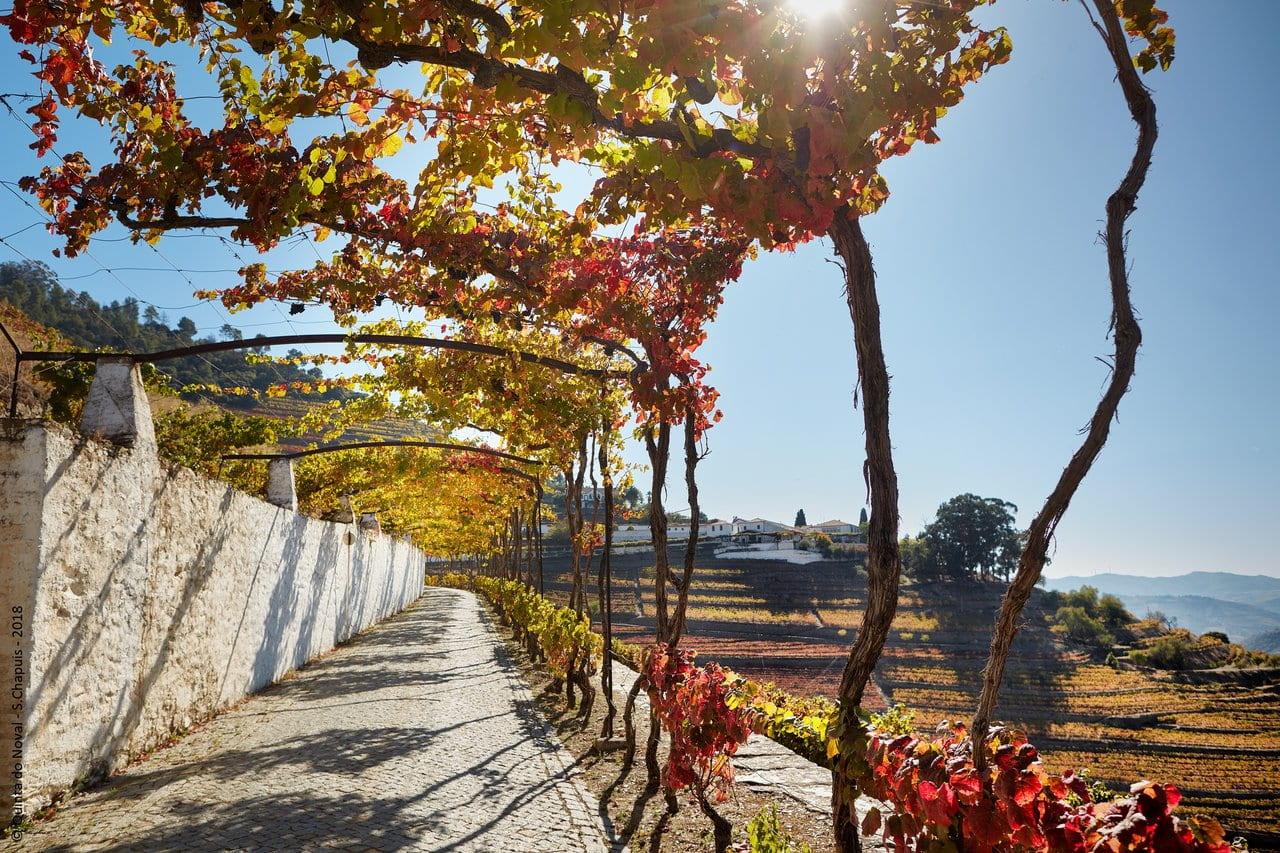 4×4 Douro Wine Tasting Tour - photo 4