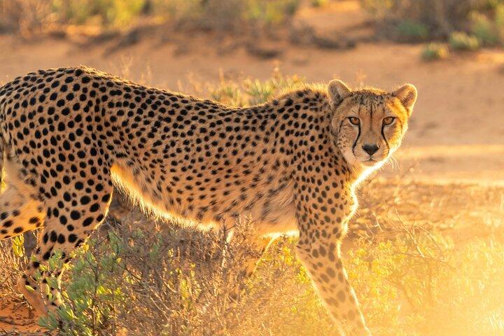 Bo-Kaap, Cheetah Outreach Firgrove & Stellenbosch Wine Tasting - cover photo