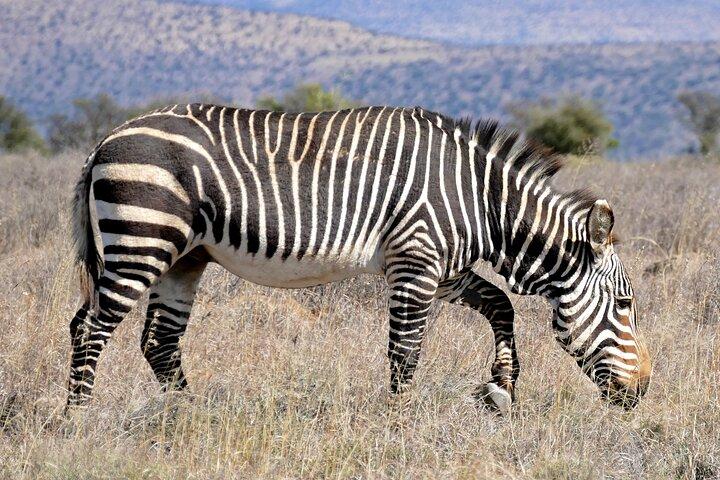 Cape Town-2 Days 1-Overnight Sanbona Big Five Safaris Game Reserv - photo 5