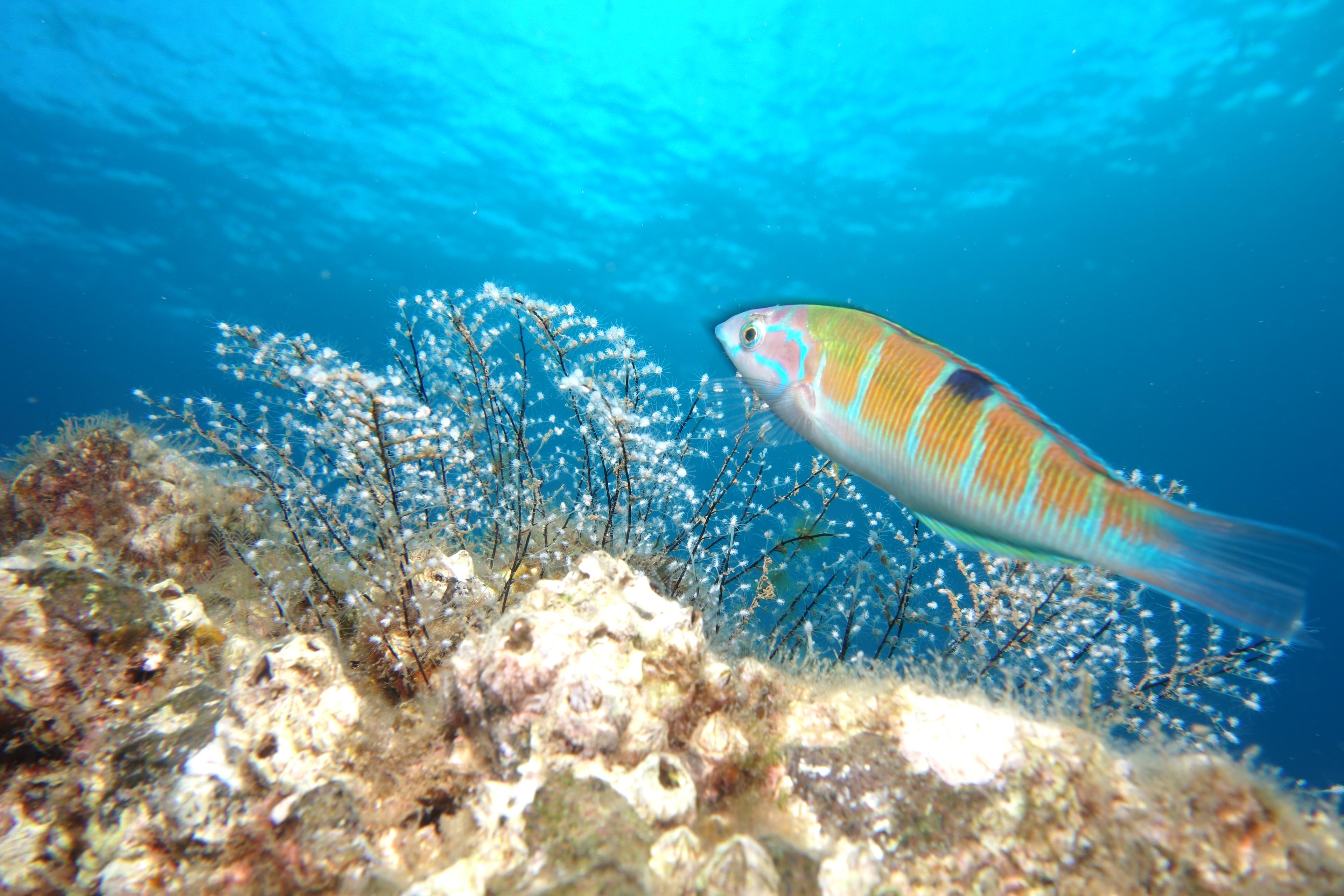 Shore dive - Ponta de São Lourenço - photo 2