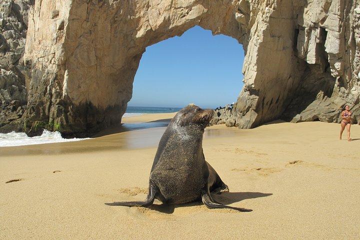Private Cabo Kayak & Snorkel Adventure to the Arch - photo 4