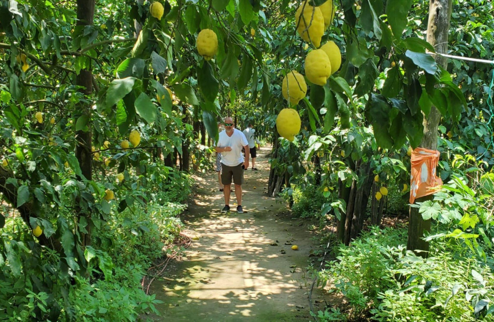 Lemon Grove Walk, Tasting and Open Bar Aperitivo in Sorrento - photo 3