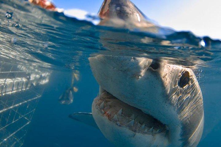 The Best of Cape 3-Days Attraction:Shark Cage Diving&Wine Tasting&Cape Peninsula - photo 3
