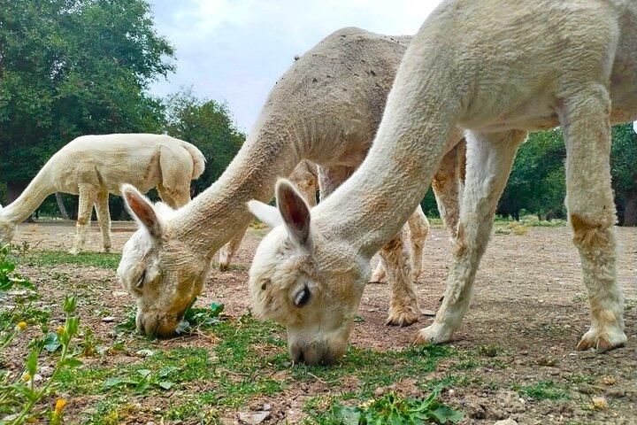 Private All Inclusive Shamakhi Alpaca and Wine Tour - cover photo
