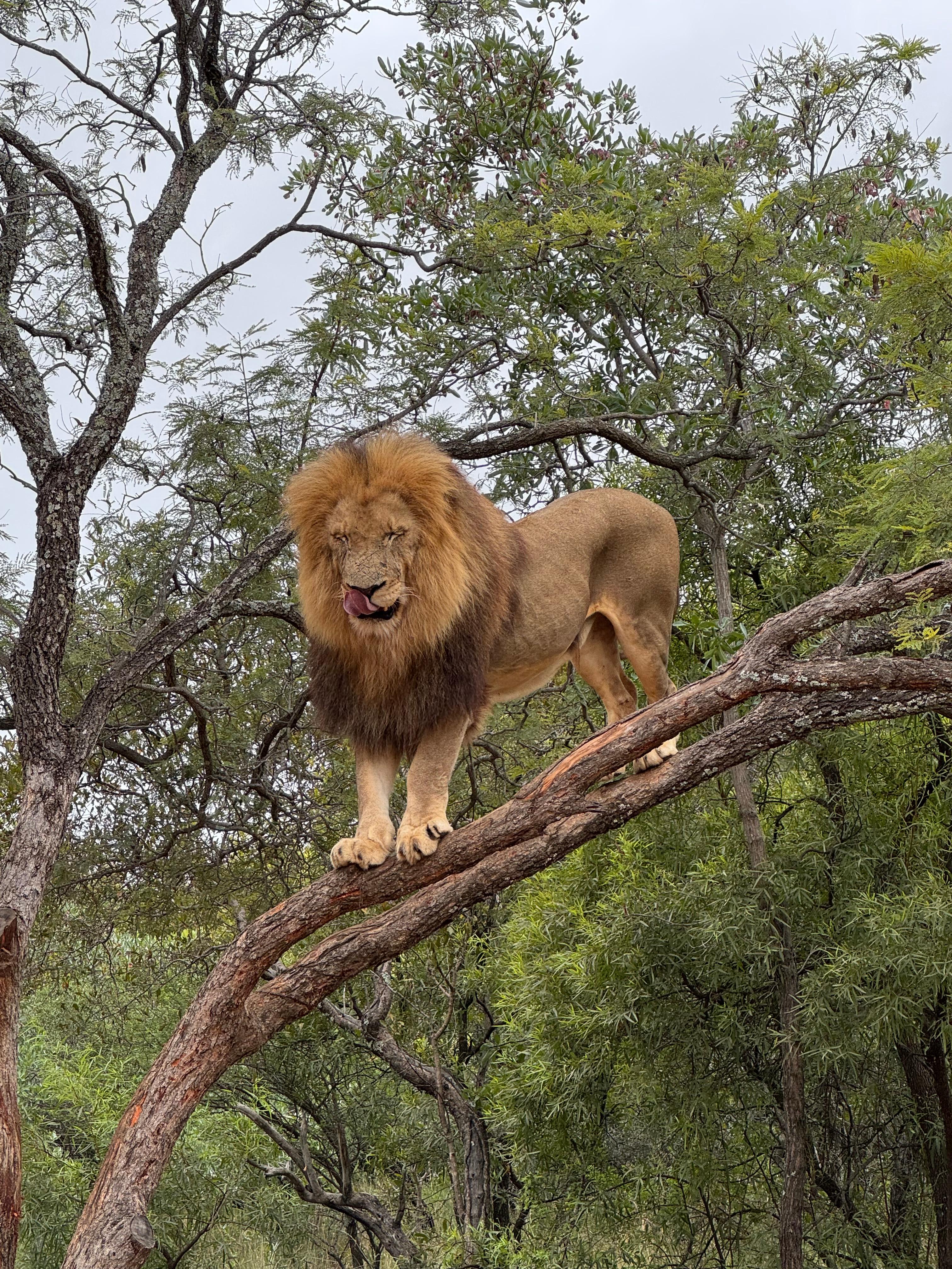 Walk with Lions in Johannesburg & Elephant Experience - photo 5