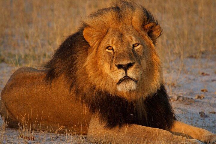 Lion Safari Park Johannesburg Tour - photo 2