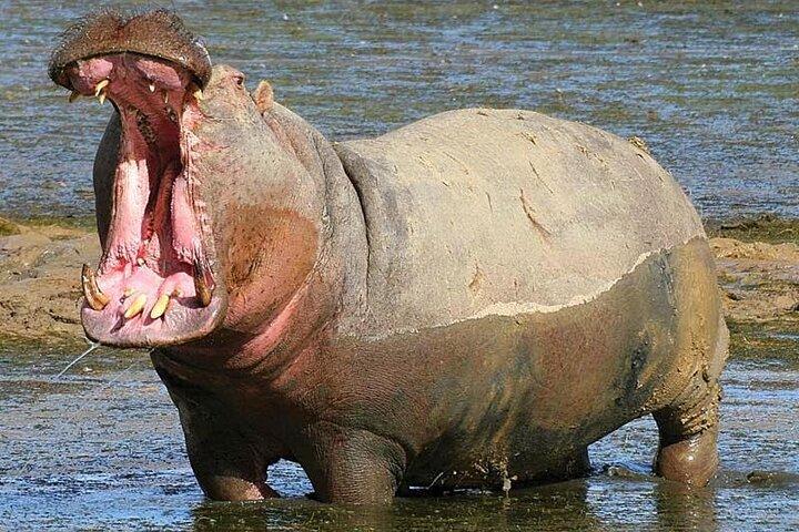 From Cape Town: Big Five Safari Tour with Wine Tasting - cover photo
