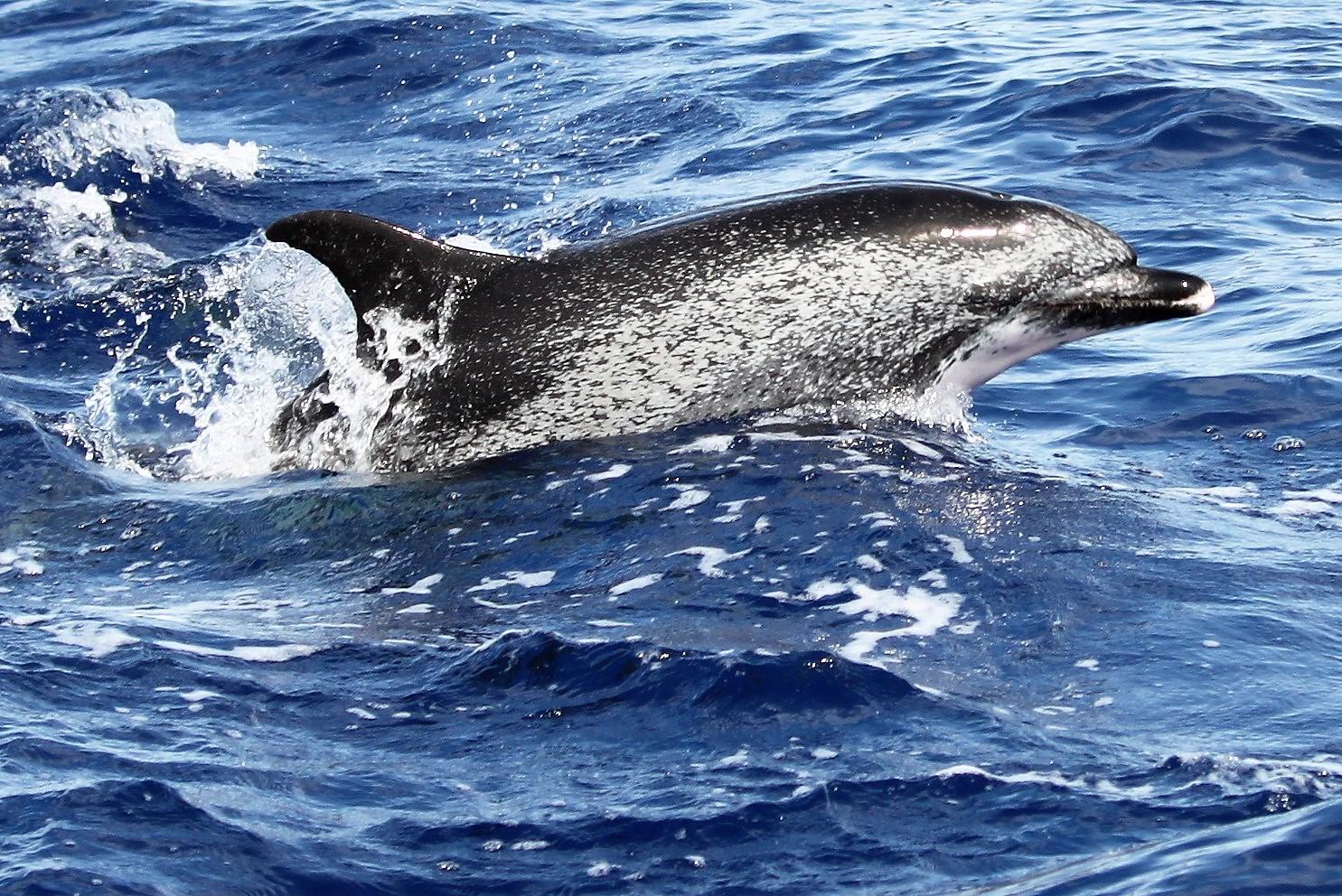 PRIVATE VIP 2 Hours Tour charter in Funchal - photo 2