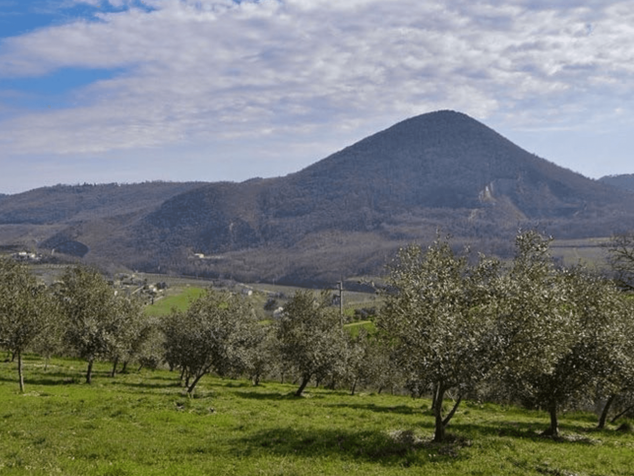 Olive Mill Tour and Tasting in the Padua Hills - photo 2