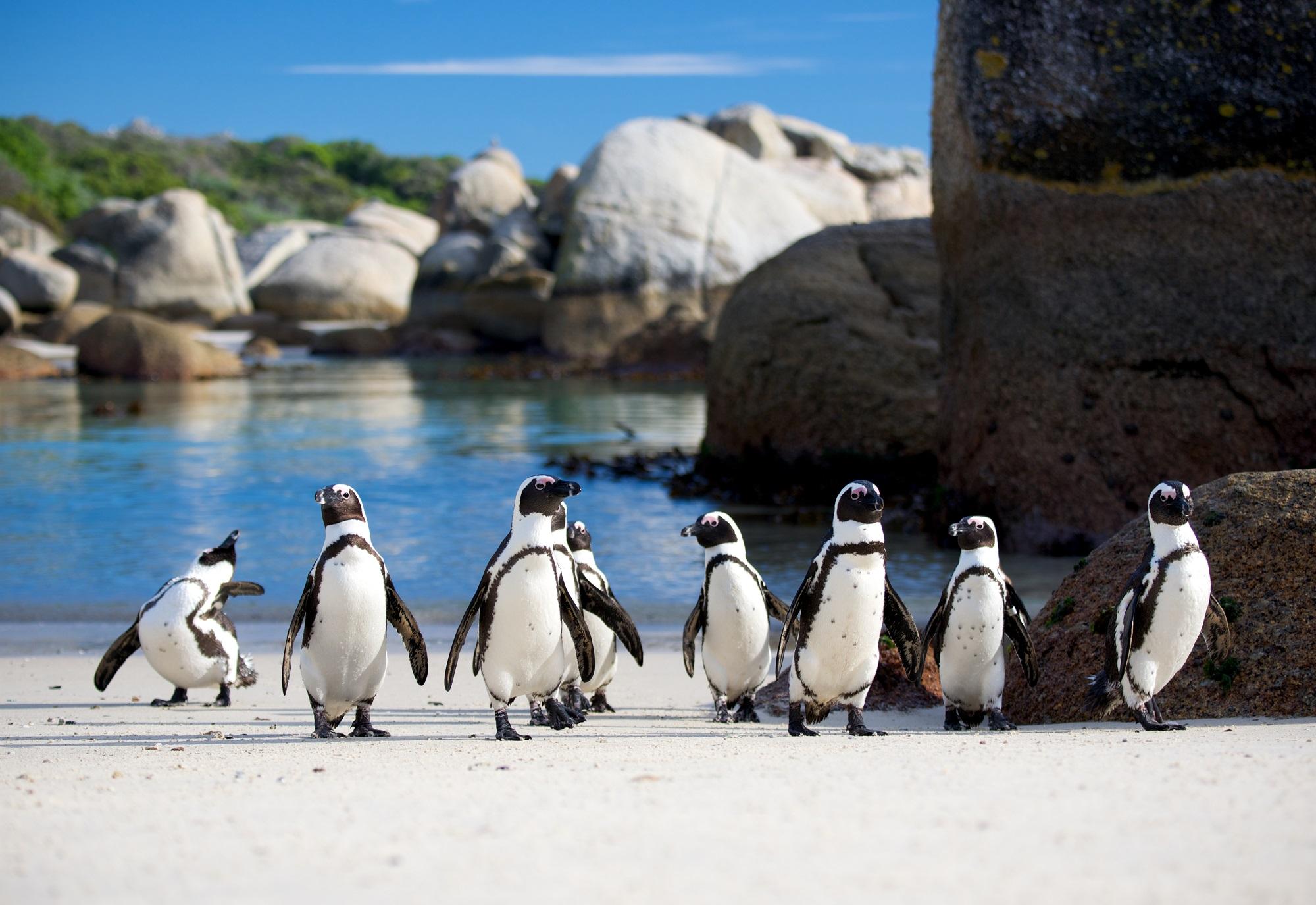 CAPE TOWN, NELSON MANDELA GATEWAY & CAPE PENINSULA PENGUIN TOUR - photo 3