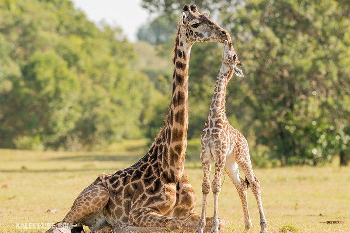 Cape Town 2-Days Luxury Overnight Big Five Safari game Reserve - photo 3