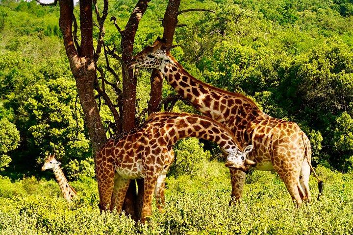 Tanzania Safari: Serengeti, Ngorongoro & Lake Manyara | Big Five Wildlife Experience - photo 2