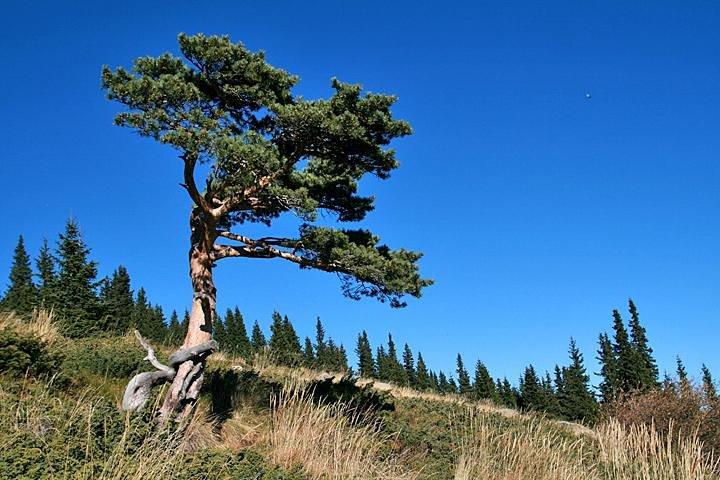 Vitosha Mountains and Cherni Vryh Peak (2290m) - photo 5