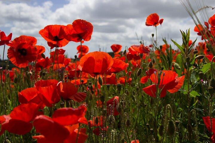 Flanders Fields Remembrance Tour - from Bruges - photo 3