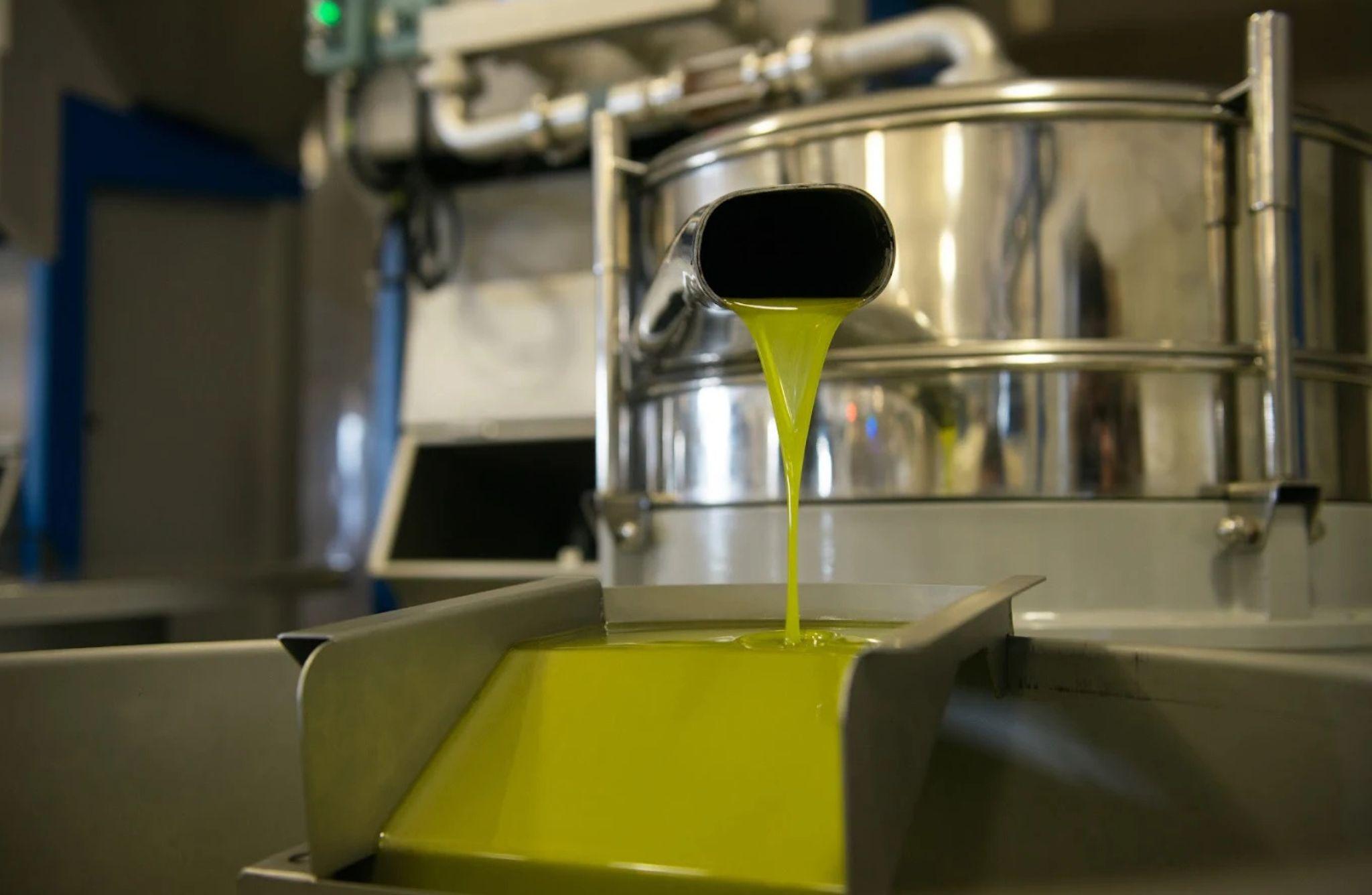 Olive Oil Mill Tour with Tasting near Molfetta & Bari - photo 3